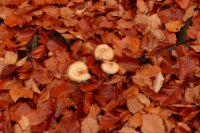 das zu löschende Bild