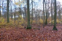 das zu meldende Bild